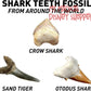National Geographic Shark Tooth Dig Kit